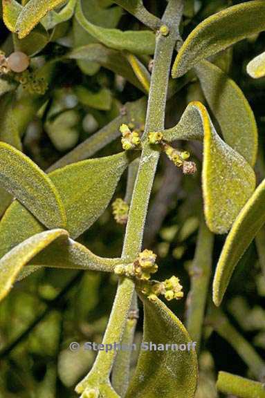 phoradendron leucarpum ssp tomentosum 2 graphic